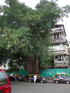 The Gentle Sadness of the Urban Banyan Tree